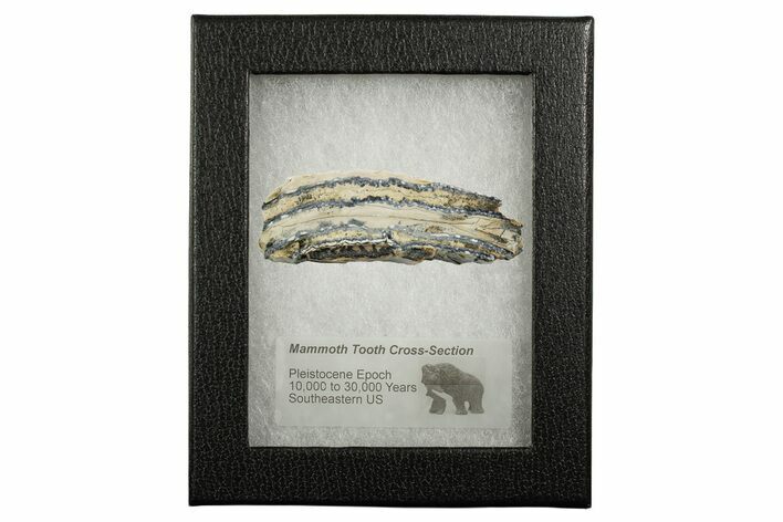 Mammoth Molar Section With Case - South Carolina #349951